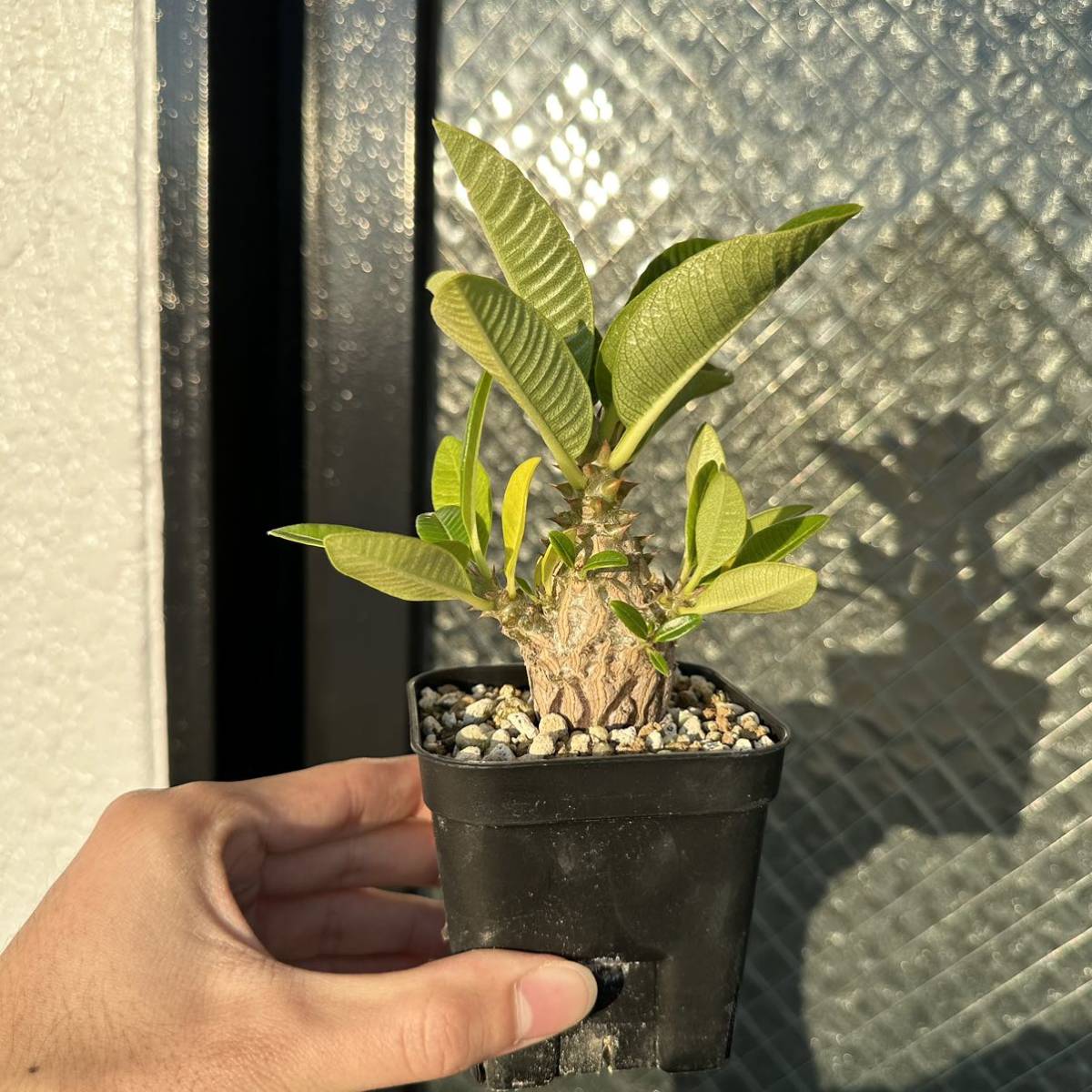 【自家栽培・実生】パキポディウム ウィンゾリー 自家栽培・実生】パキポディウム ウィンゾリー 実生株】パキポディウム