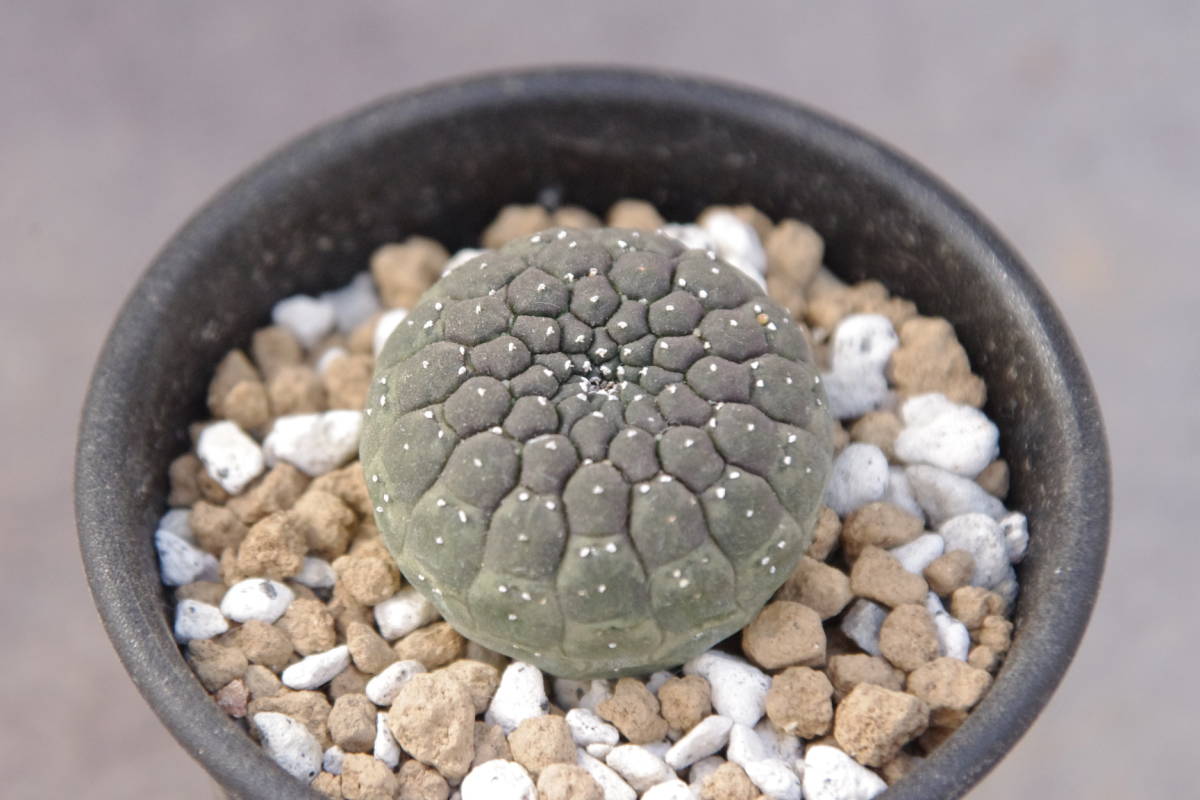 実生 ユーフォルビア ギムノカリキオイデス Euphorbia