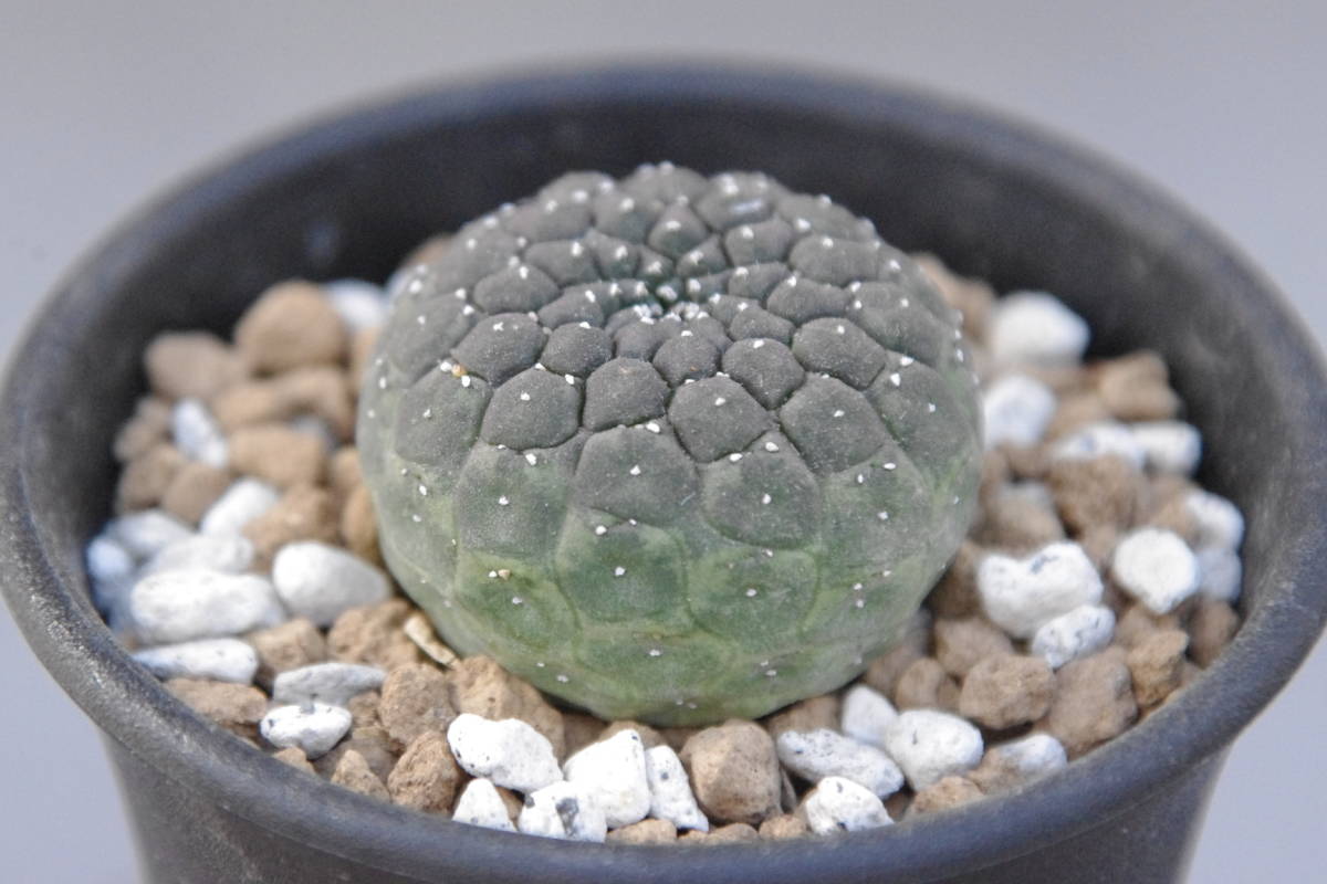 実生 ユーフォルビア ギムノカリキオイデス Euphorbia