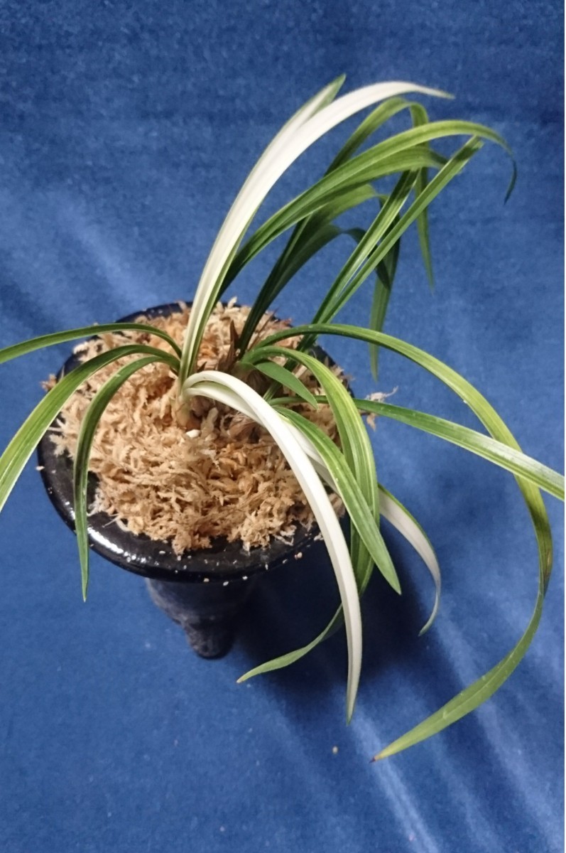 日本春蘭 〈華月〉4本 その②