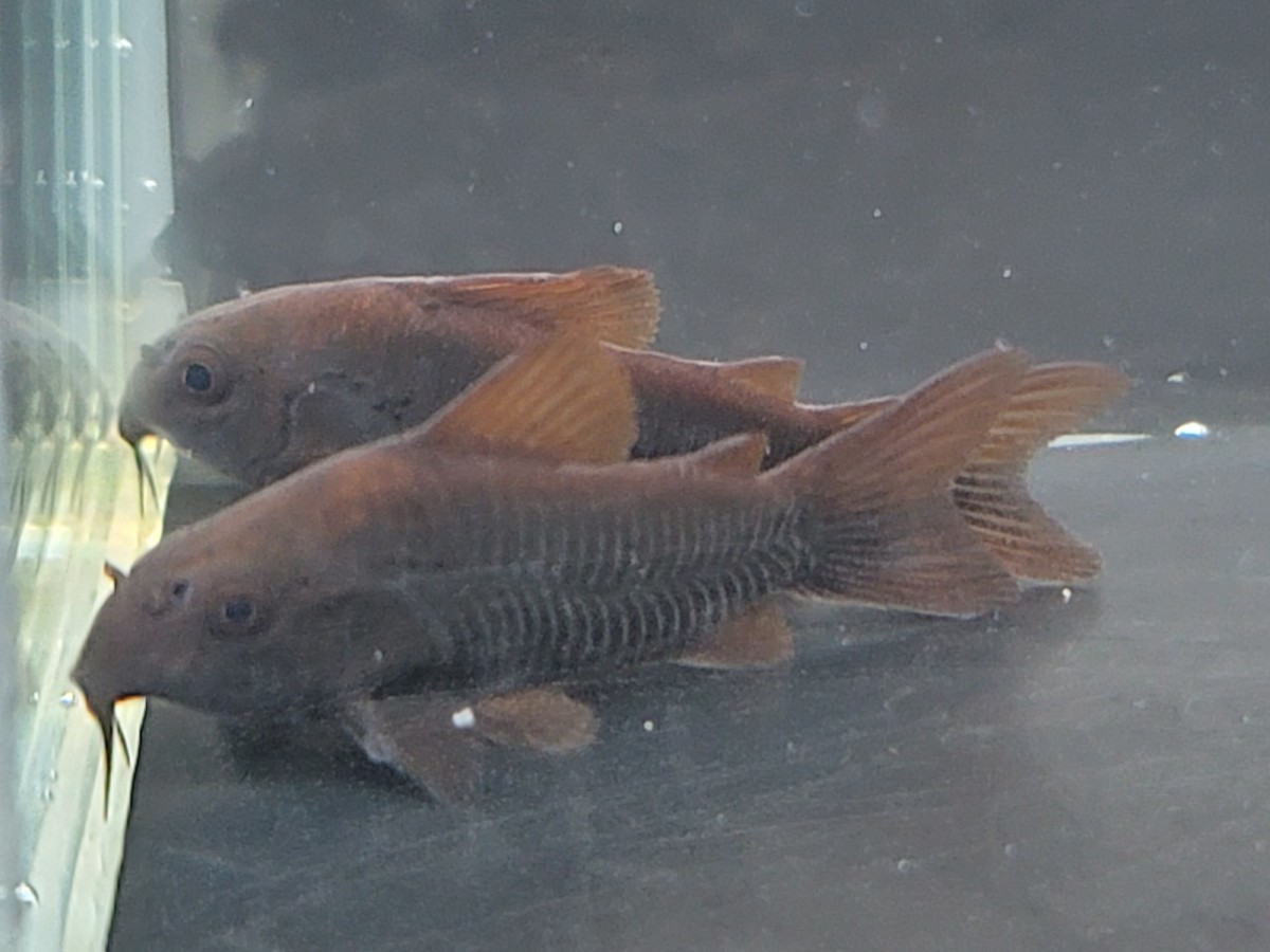 金魚家(ブリード)【ベネズエラブラック】【3.0cm～3.3cm】【5匹】【鹿児島県陸送発送のみ】【商品説明要確認】