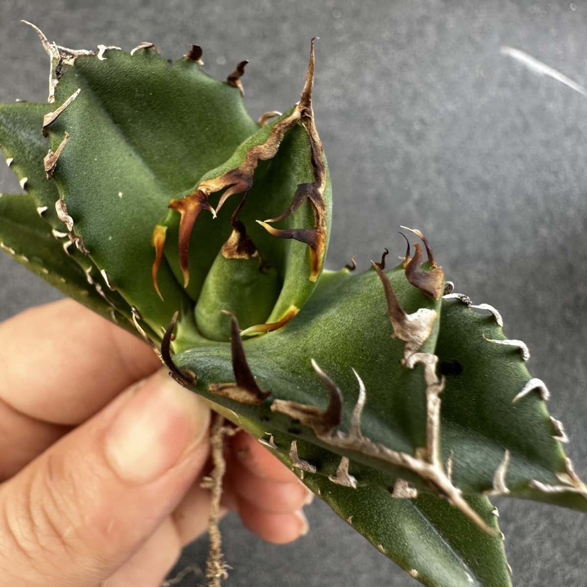 Q22 【パンダ園芸】特選 アガベ チタノタ 多肉植物 蟹 カニ 強棘 極上株 発根済み