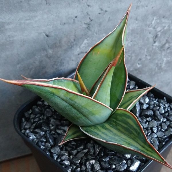 観葉植物 ⑤ 【極上】 サンスベリア ピングイキュラ 斑入り