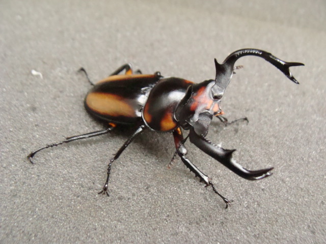 【海老ワナ】　スペキオススシカクワガタ　♂５８ｍｍ　♀３４ｍｍ　ペア