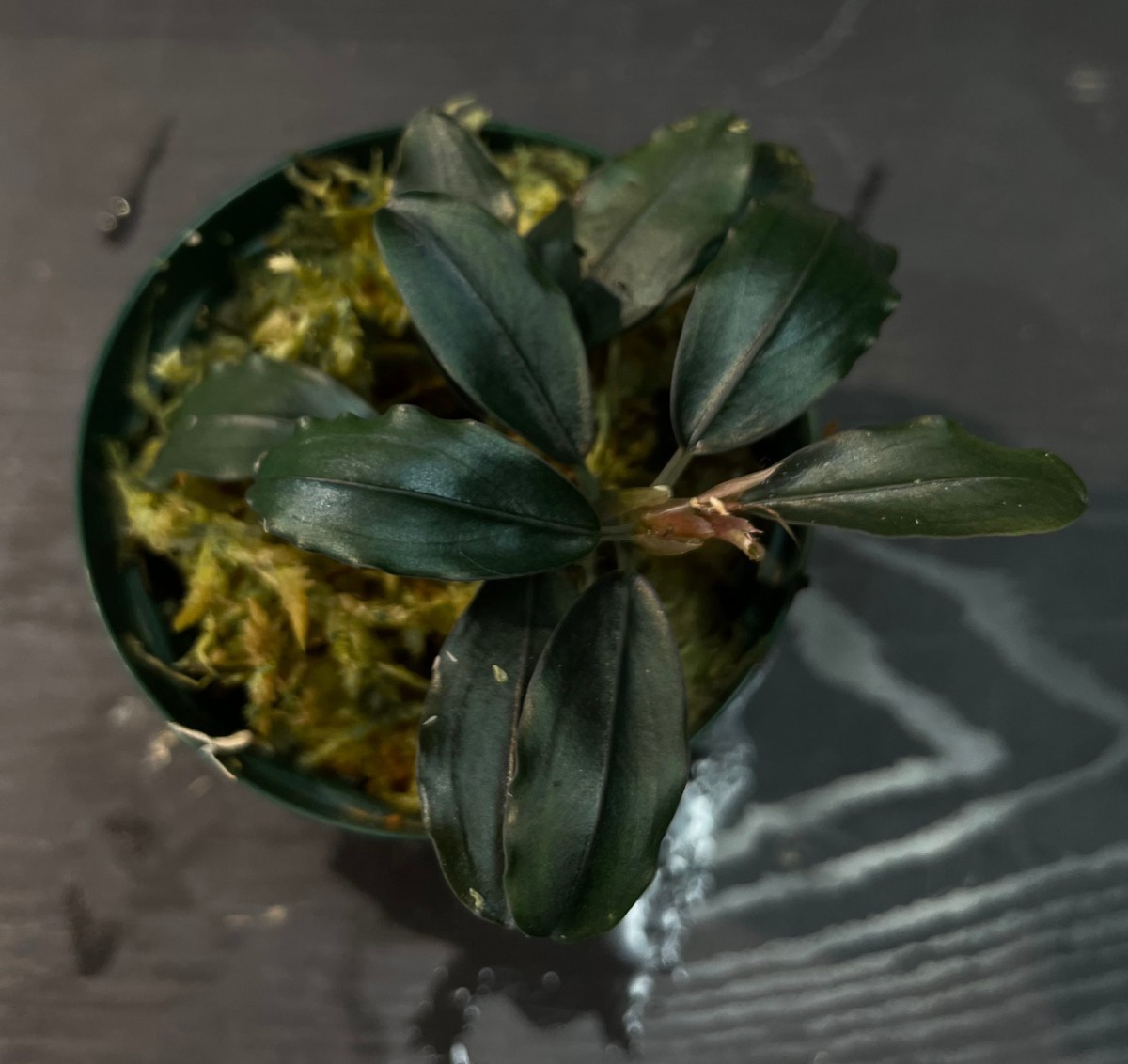 Bucephalandra sp.Capek-Black [AZ0311-6]