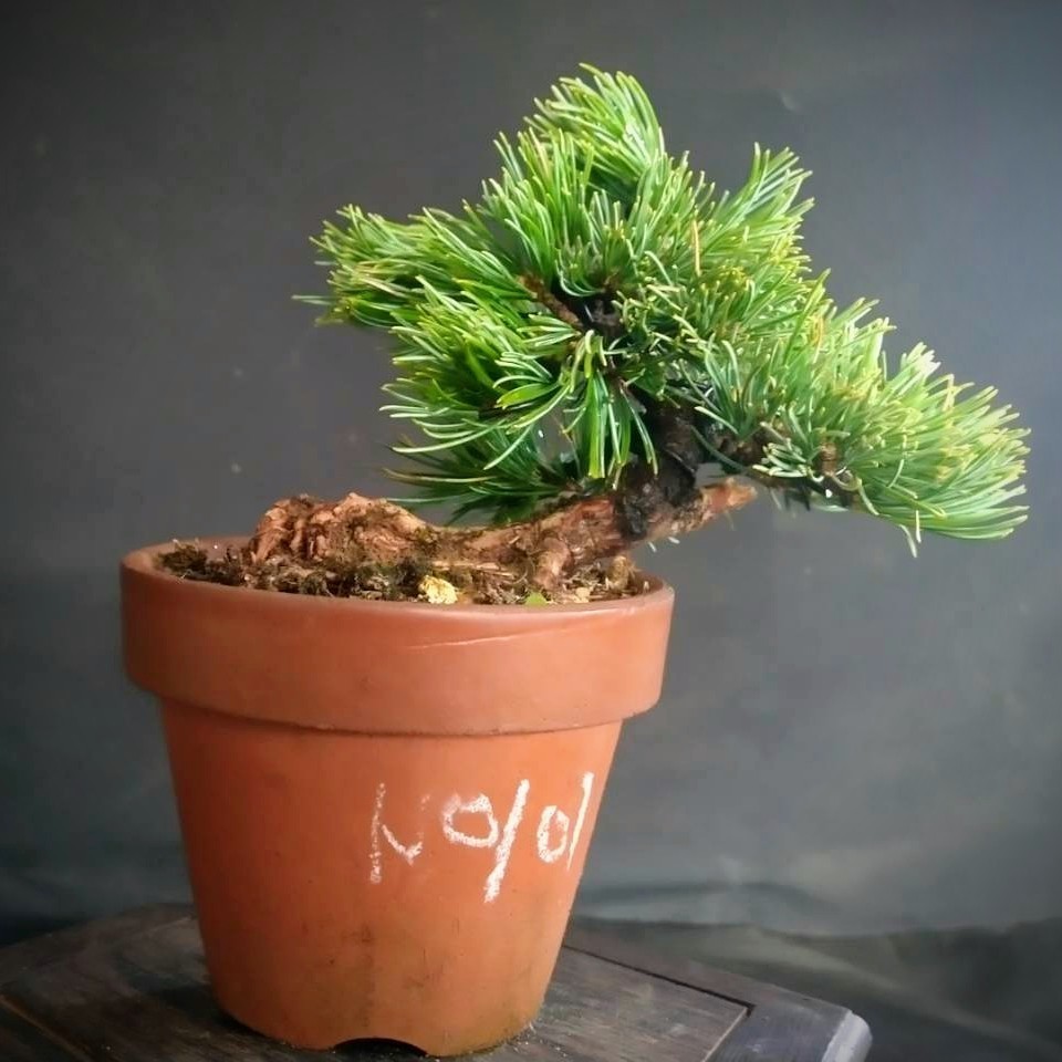 お薦め♪◆№101【小品盆栽　那須五葉松 八房 那須娘(ナスムスメ) 模様木 接木より8年 台木五葉松 　鉢上より樹高10cm/幅11cm】◆箱size60