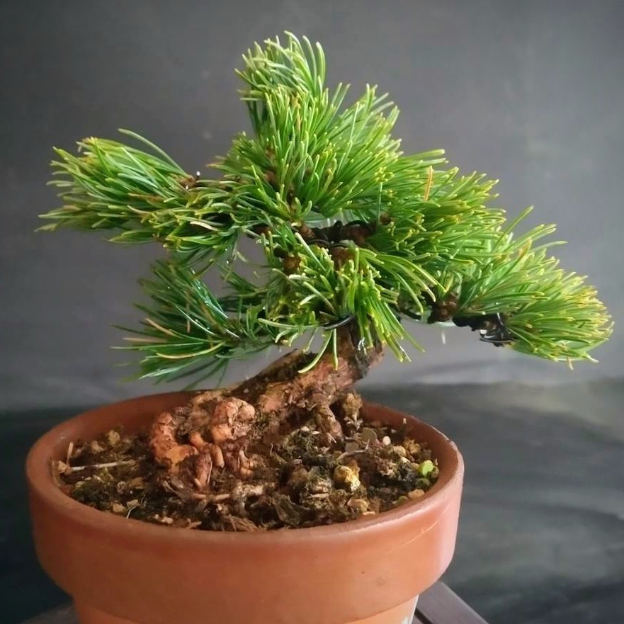 お薦め♪◇№101【小品盆栽 那須五葉松 八房 那須娘(ナスムスメ) 模様木