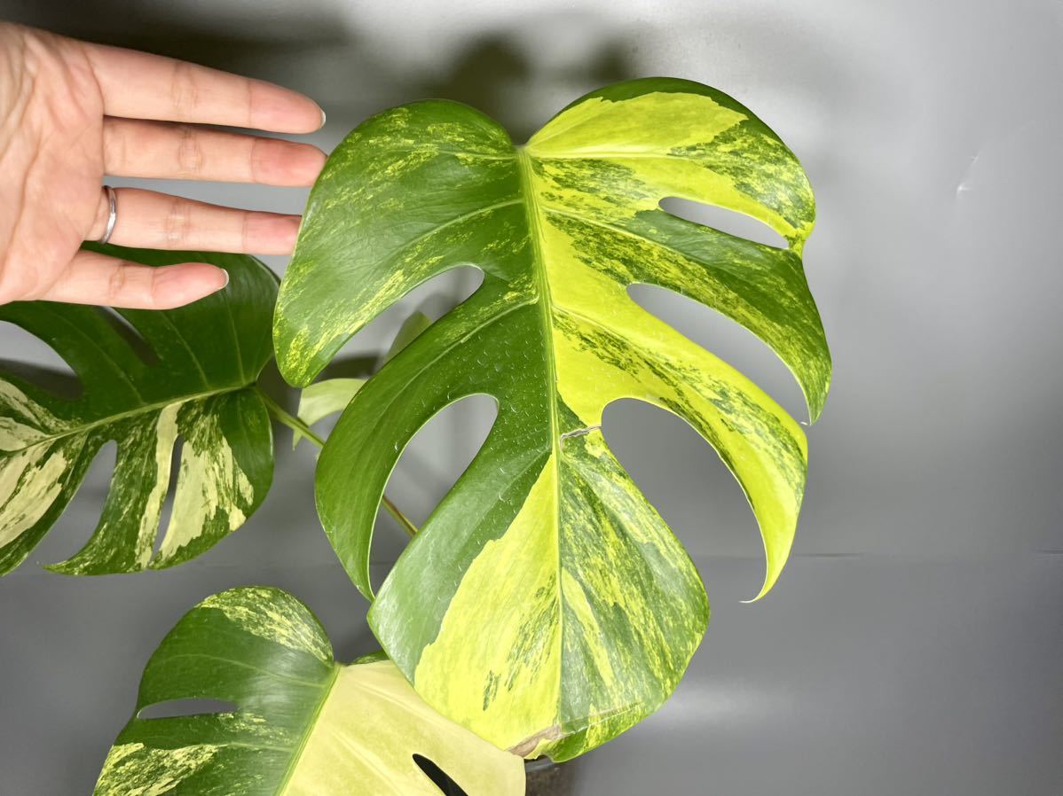 オーレア・モンステラ( Monstera Borsigiana Variegataモンステラ 