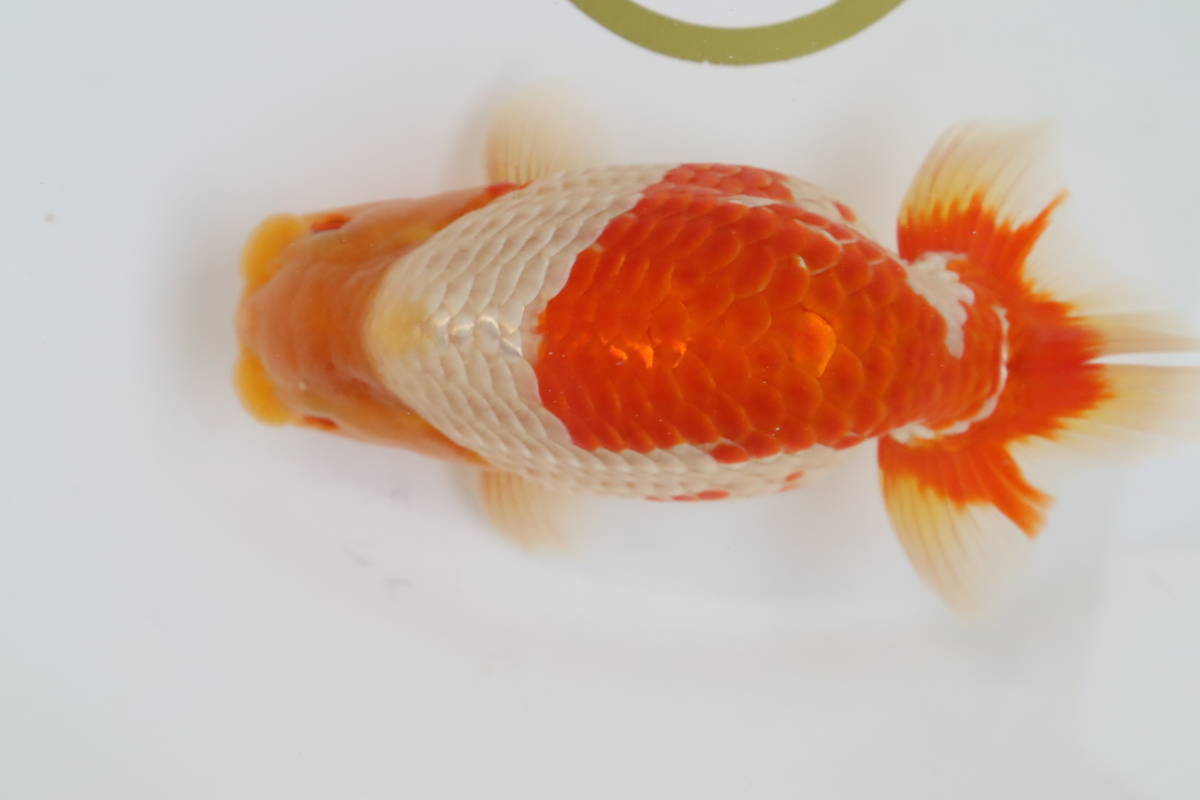 丸長 ⑤ 2023.11.3 一般社団法人 全国品評大会！【 当歳魚の部 出品魚　静岡県 牧之原市　長野耕作氏！ 】15㎝！ オス！