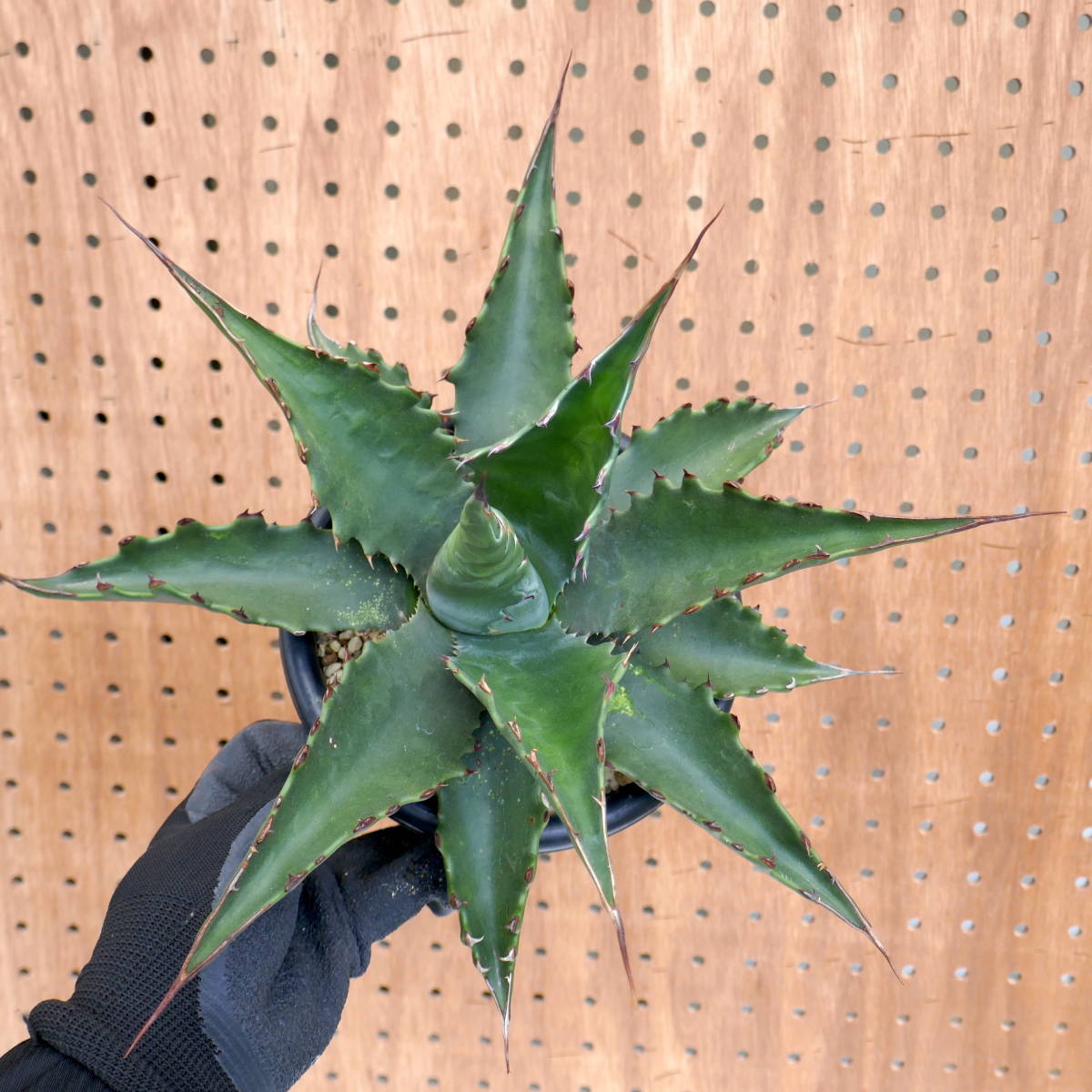2311-12【特選 カリフォルニア輸入株 】Agave gentryi Jaws アガベ