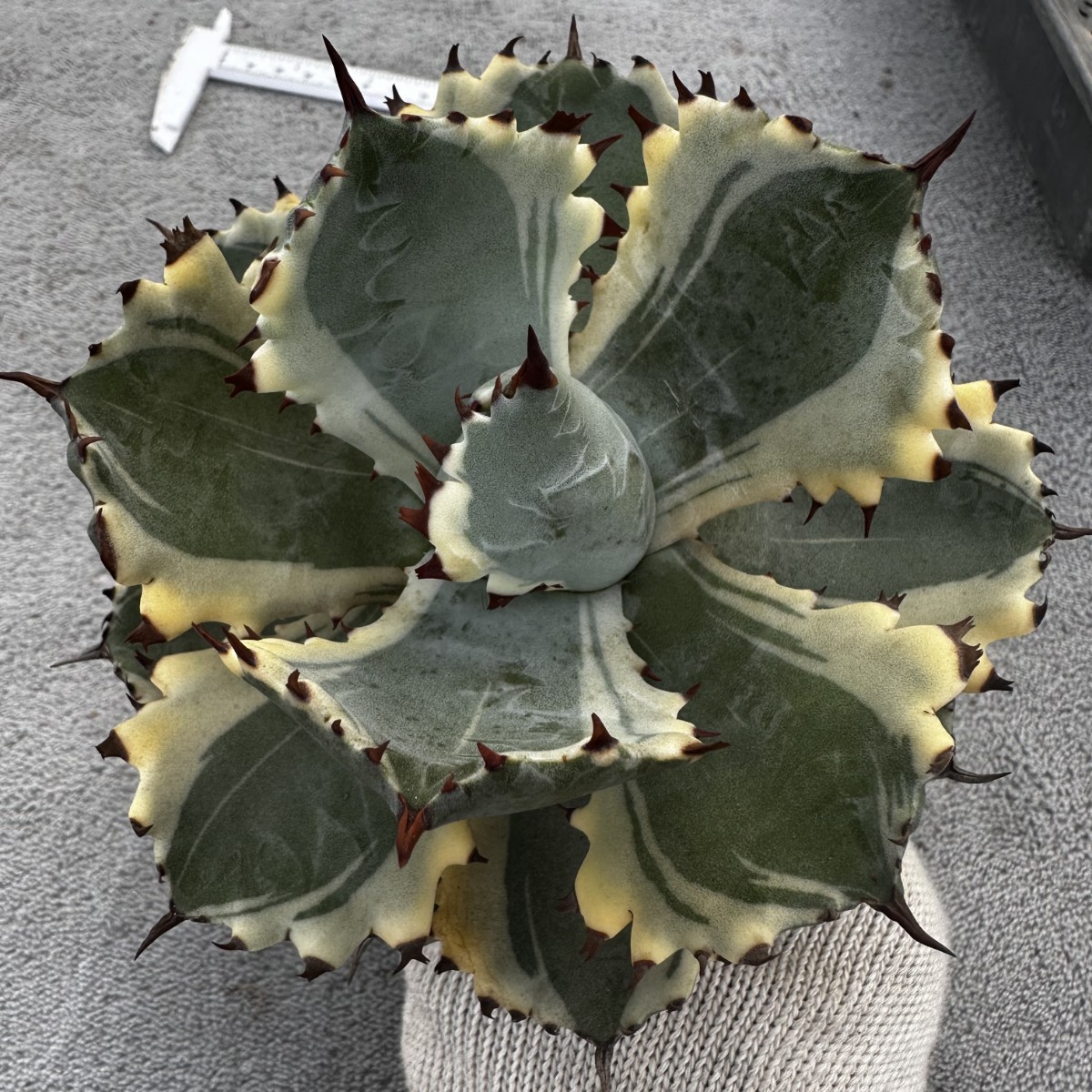 アガベ アトミックゴールド 雷帝錦 アトミックゴールド雷帝錦 Agave 