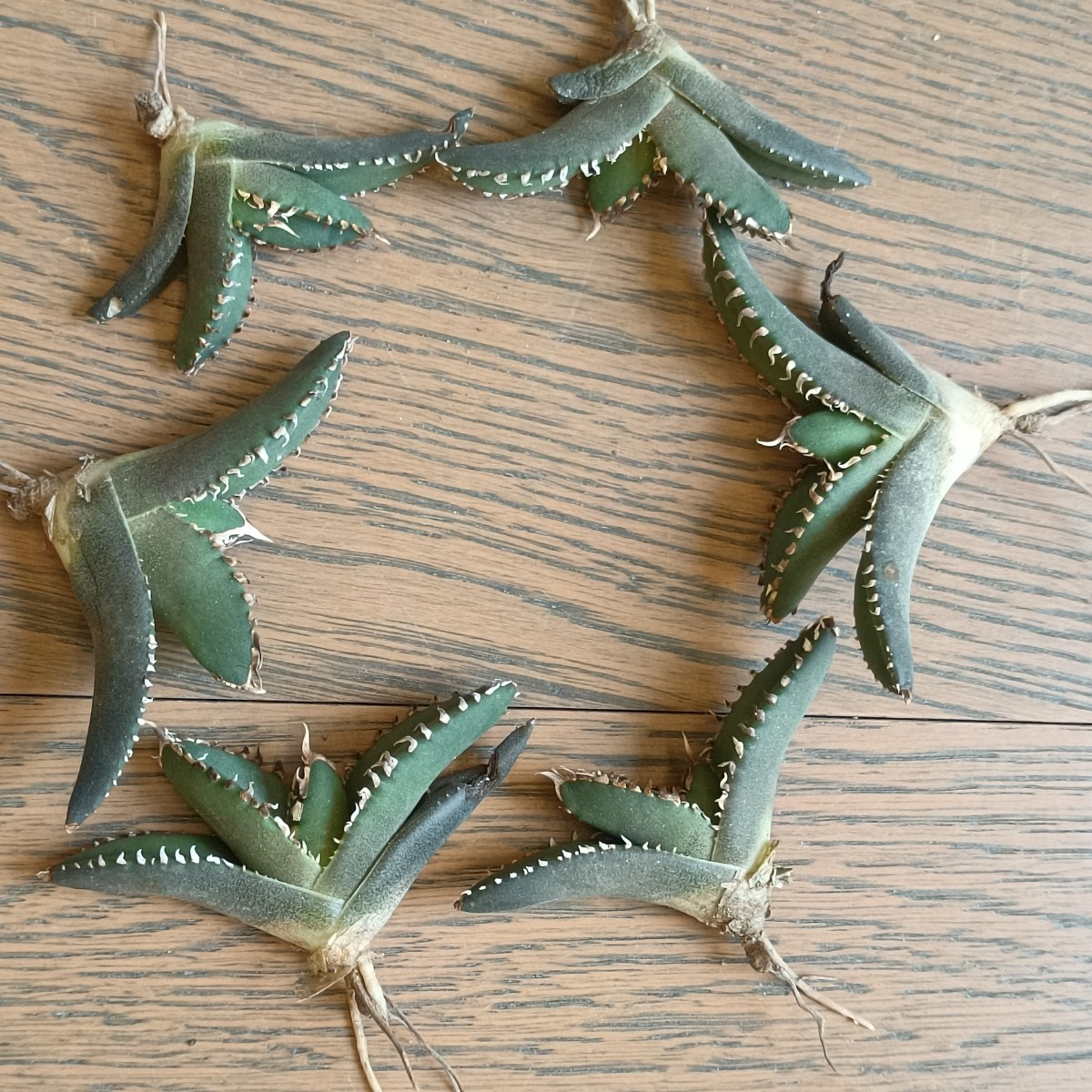 アガベ チタノタ Mesmerizing Spines-WV MS-WV 毒刺ブツブツ系レア種