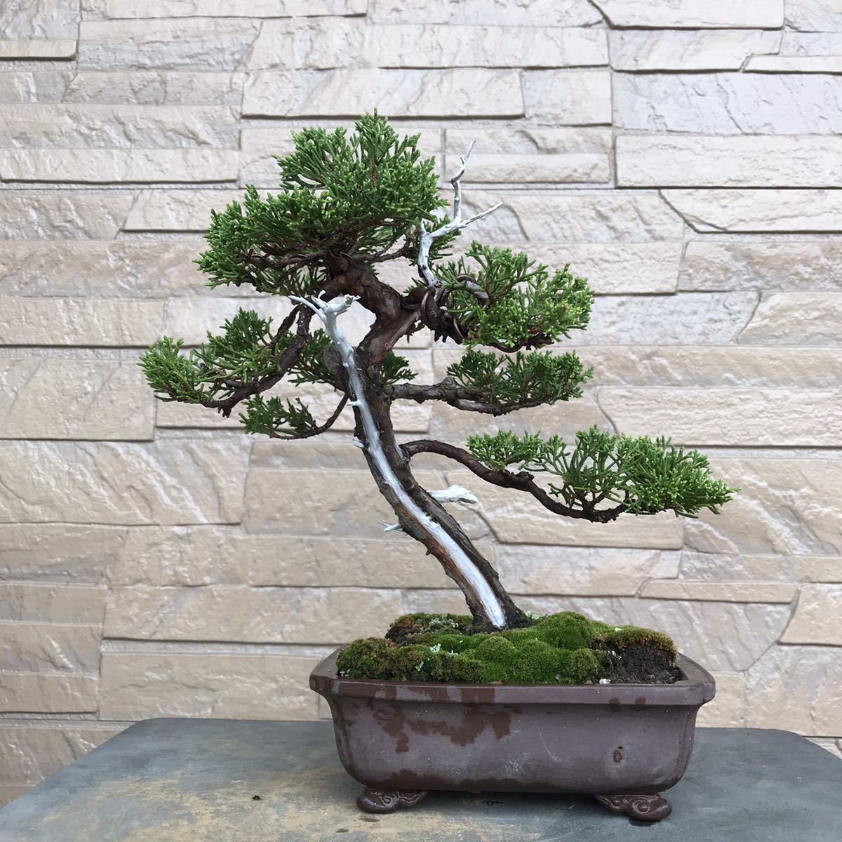 黒松盆栽2 BONSAIクラブ ☆黒松（46㎝）☆X-2 黒松盆栽 ②