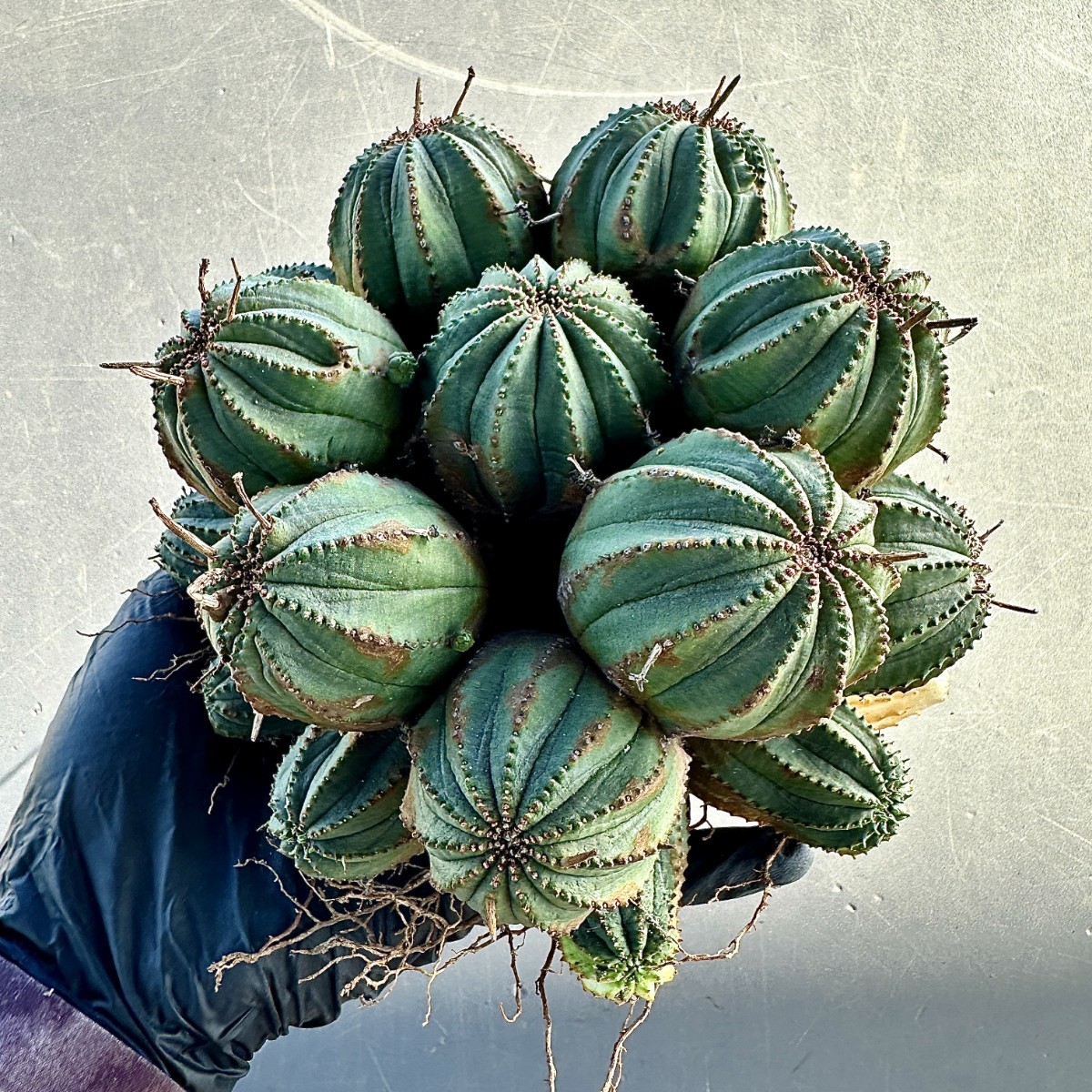 L7 ヨーロッパ入力 ユーフォルビア オベサブロウ Euphorbia