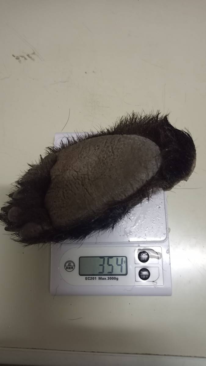 ツキノワグマ 左後 冷凍