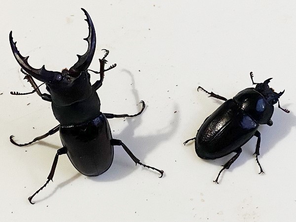 石垣島産 ヤエヤマノコギリ ♂54mm ♀35mm WF5 【公式通販】