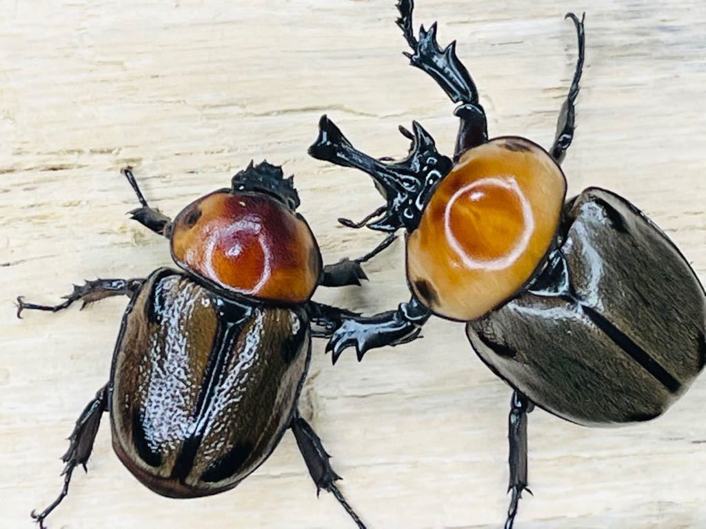 ヨツボシヒナカブト ペア（♂45mm）