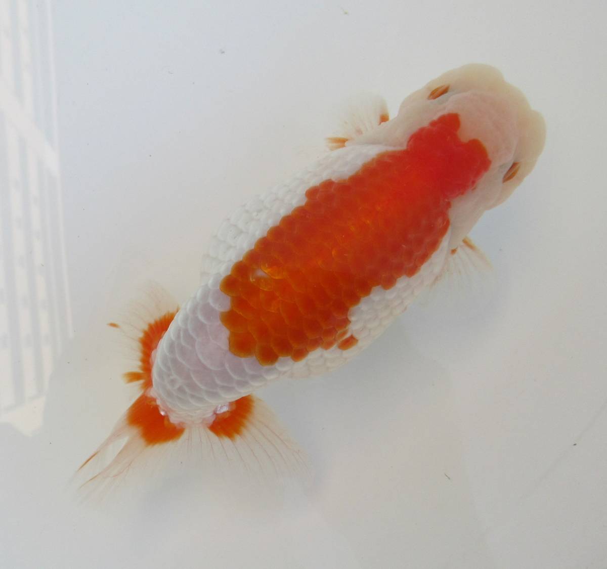 天明らんちゅう□□□厳選本命魚□□ 天明らんちゅう□厳選本命魚