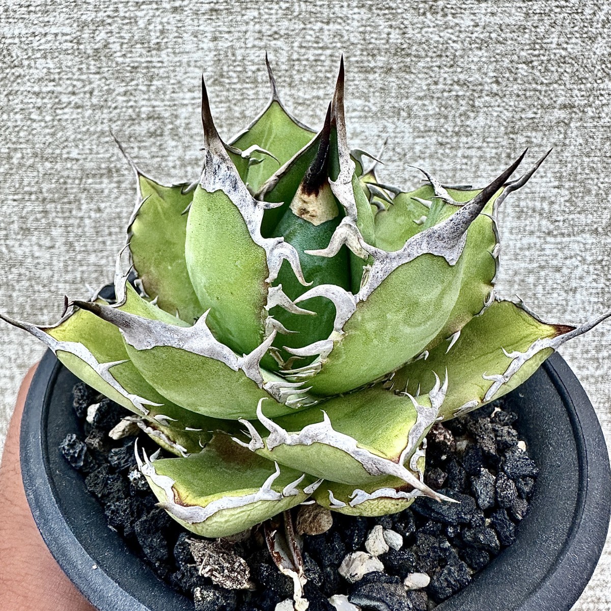 Lj_plantsW225 激レア高級品種 アガベ チタノタ 宝珠 極上強棘 狂刺 強白