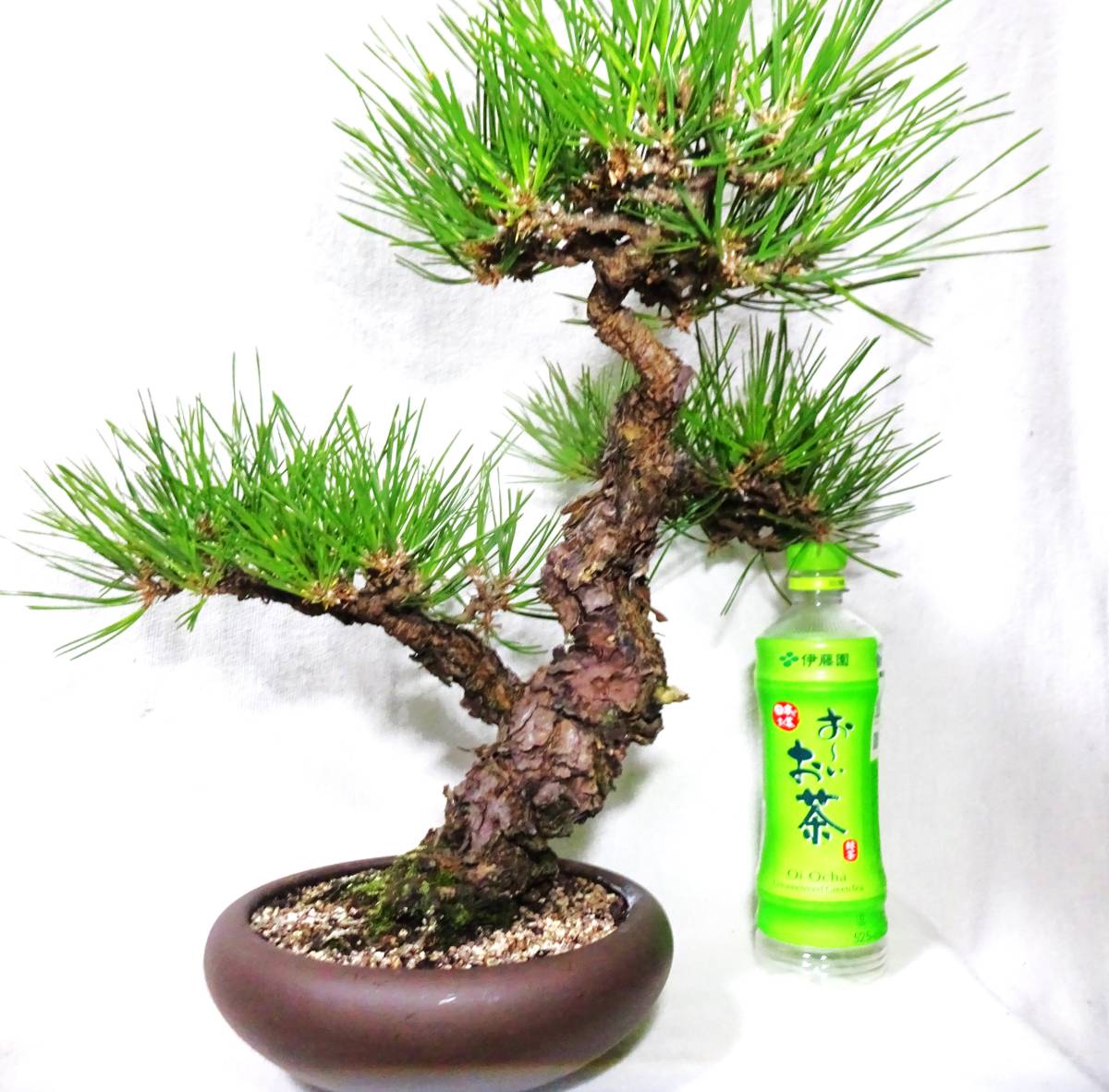 黒松 クロマツ くろまつ 盆栽 現品 ミニ盆栽 Kuromatsu 一点物 黒松 
