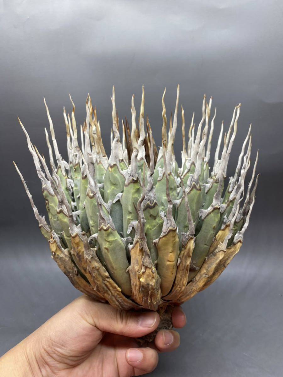 定番，正規品 S1124-76 大株 陽炎蕾形厚肉粗曲棘 アガベ ユタエンシス /Agave utahensis(アガベ)｜売買されたオークション情報、yahooの商品情報をアーカイブ公開 - オークファン アガベ