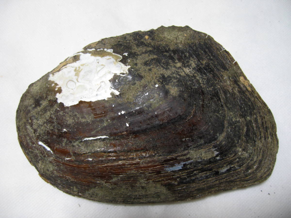 貝標本「イケチョウガイ」