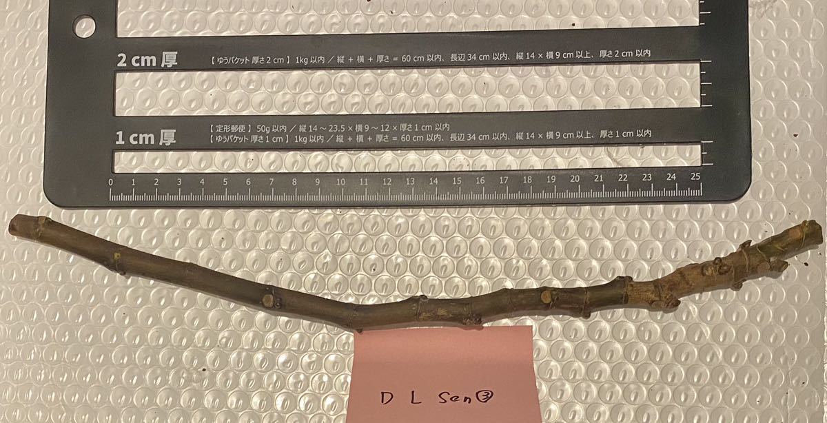 17 いちじく De la Senyora(Hivernenca) いちじく穂木 穂木 De la