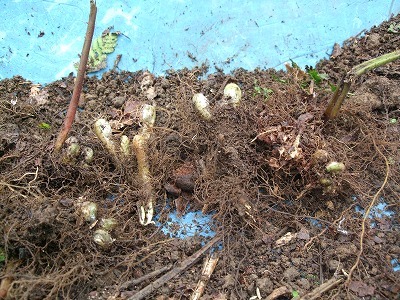 赤こごみ株（新潟産）　　 ☆春に採取出来る　　　　15株　　　　　　　　