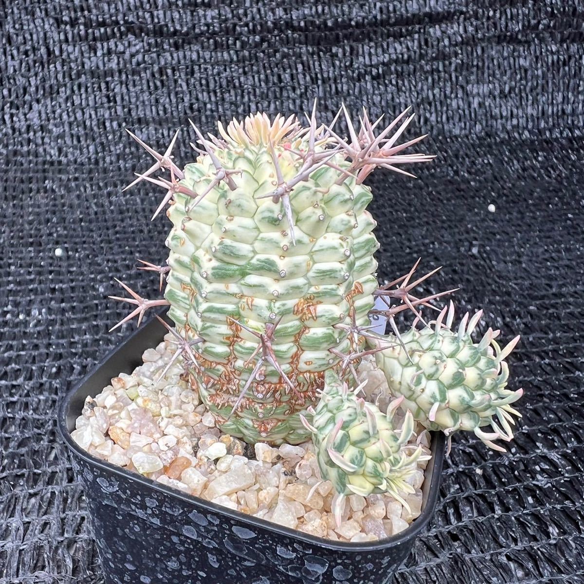 群星冠錦 カキ子 群星冠錦 ユーフォルビア ステリスピナ 大きめ 亀甲