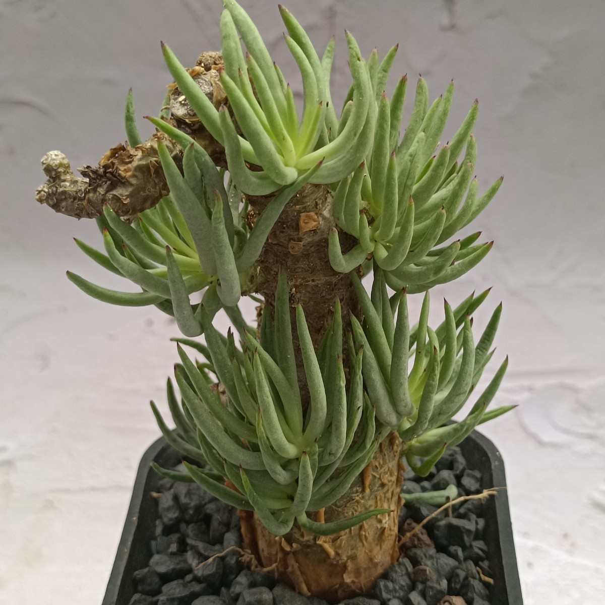 飛竜園】F-748 特選 塊根植物 チレコドン ペアルソニー ベアルート株