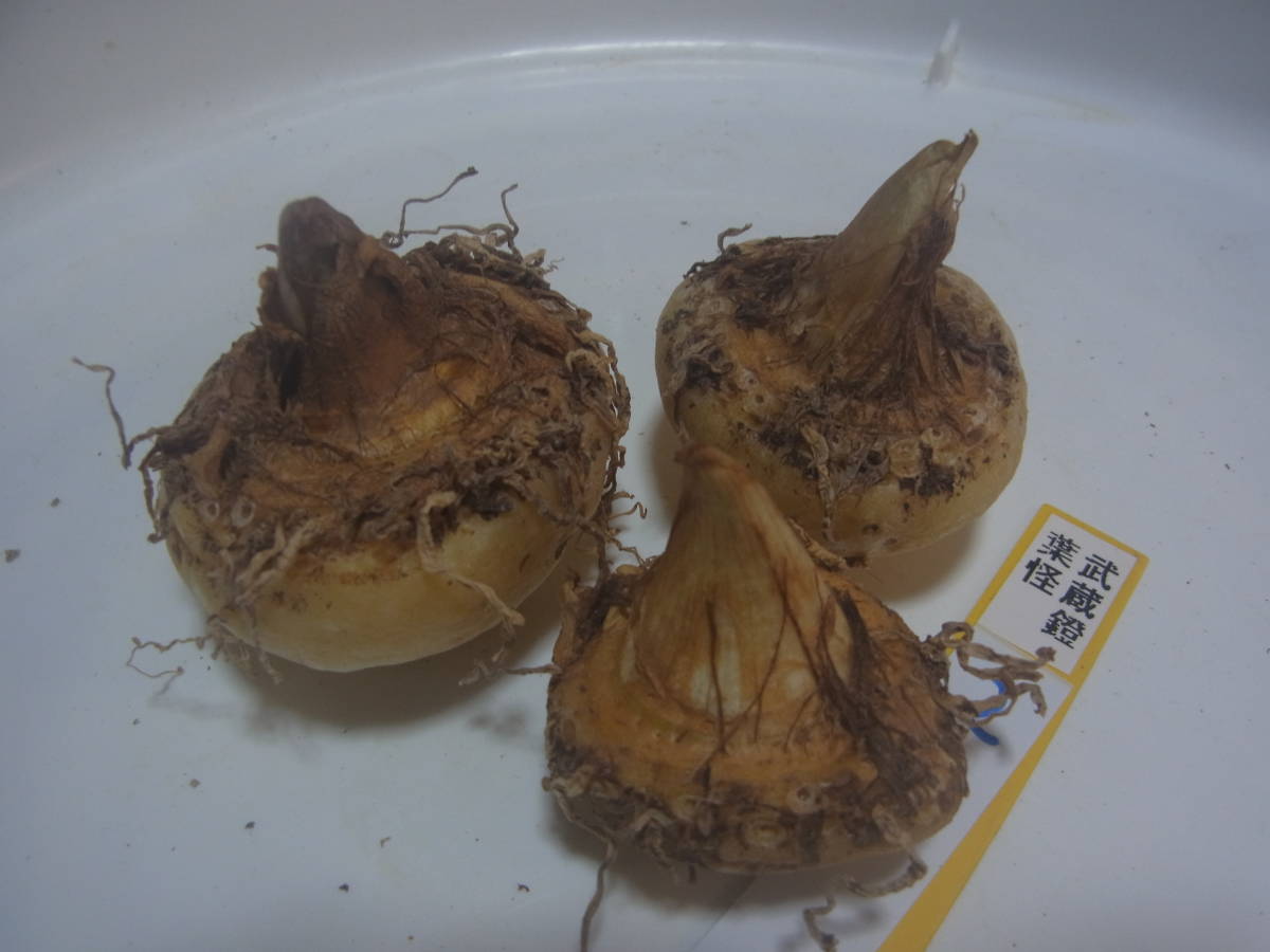 斑入り山野草　野生蘭　ウラシマソウ　テンナンショウ　ムサシアブミ　マムシグサ　「ムサシアブミ・葉怪」②