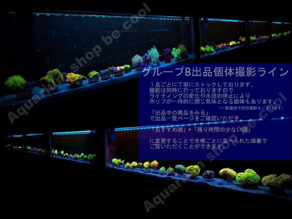 B100ナガレハナサンゴ（6cm前後） | APPARTEMENTS-ALPINA-TUX.AT
