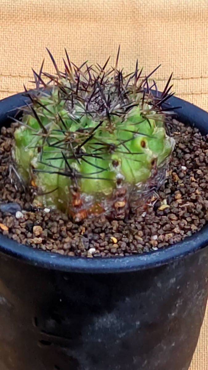 【コピアポア　セルペンティスルカータ】　山木カキコ 径約4.6cm(刺含まず） 1，000円