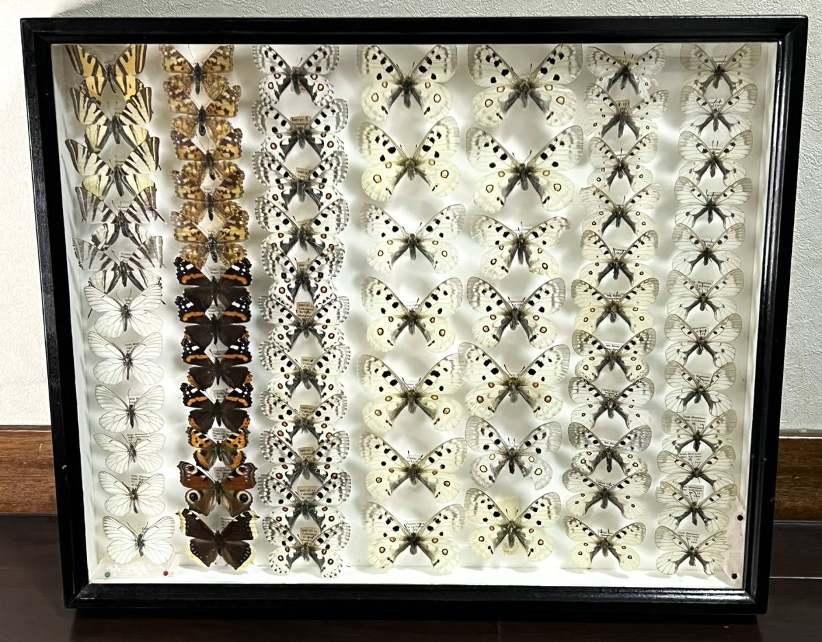 1ペア】パルナシウス・アポロ（モンゴル産） 【公式通販】