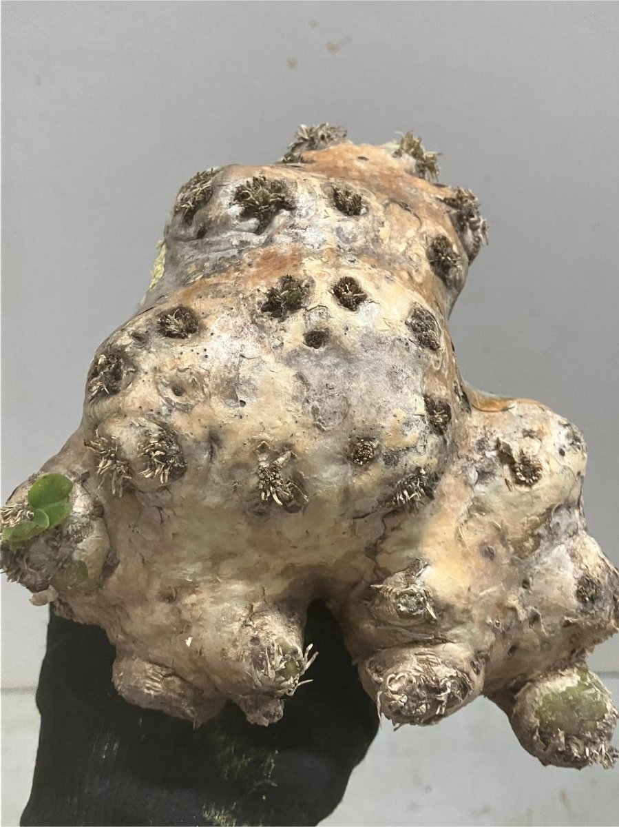 園芸ネット本店｜パキポディウム：ブレビカウレ（恵比寿笑い） 3.5号