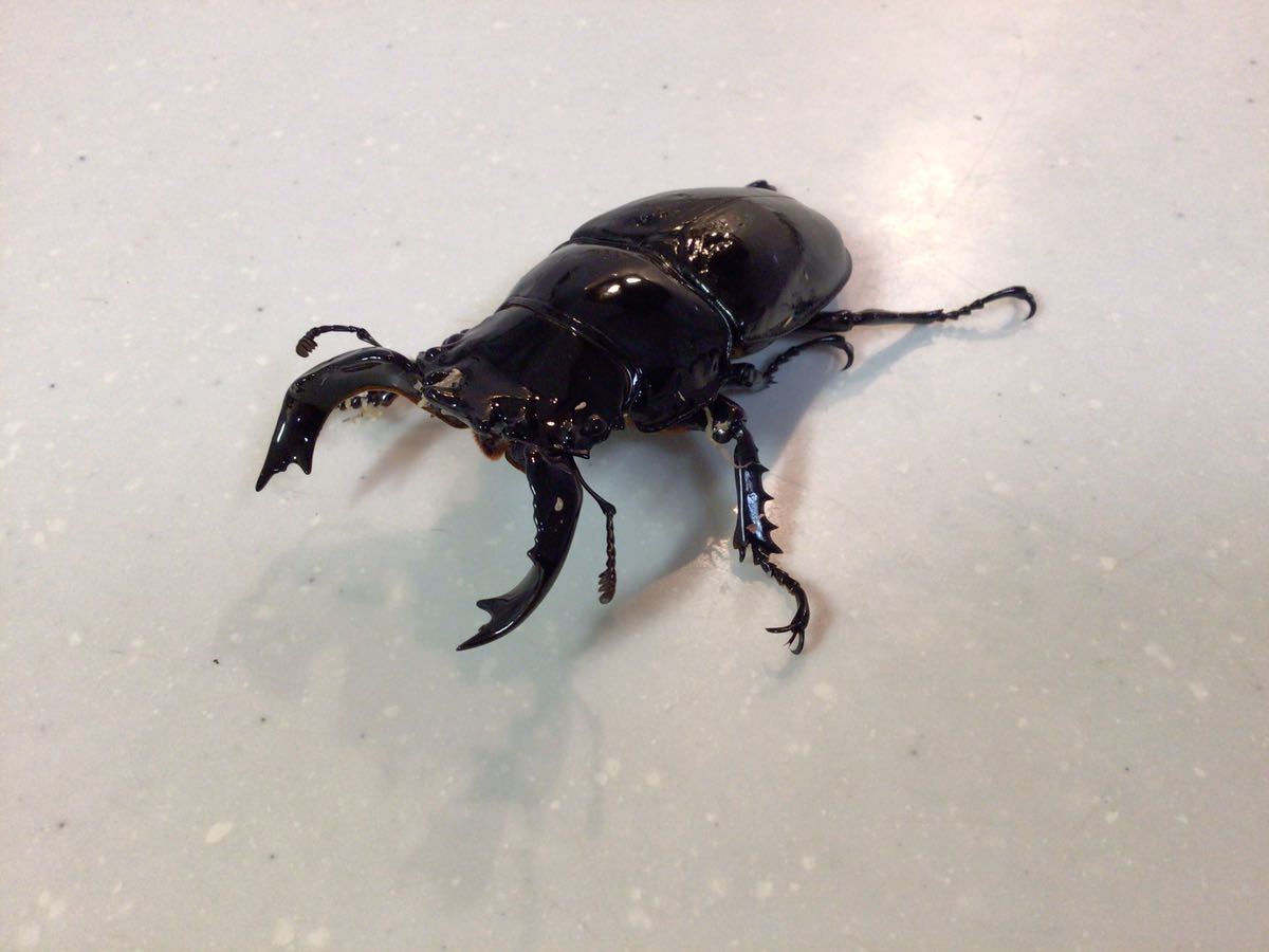 タランドゥスオオツヤクワガタ オス単品 タランドゥスオオツヤクワガタ