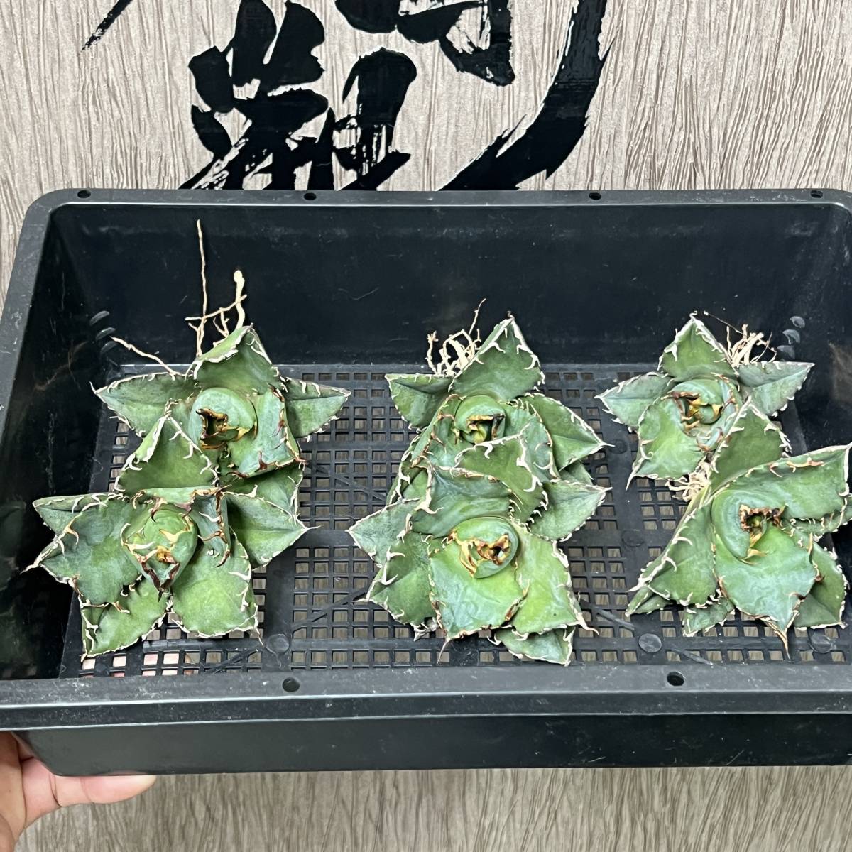 龍園觀】No.833 特選 アガベ 多肉植物 チタノタ 白鯨 強棘 極上株 6株