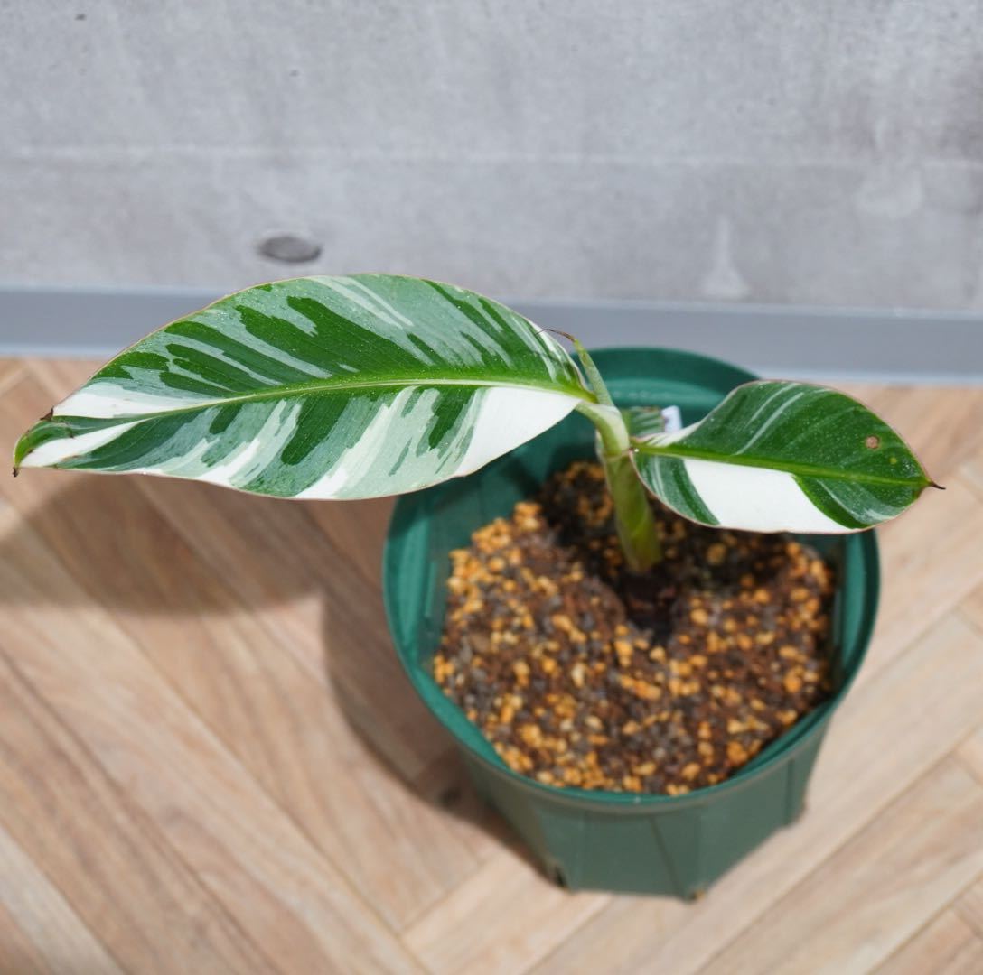 ムサ アエアエ(Musa Aeae) 斑入りバナナ - Musa | aeae ムサアエアエ