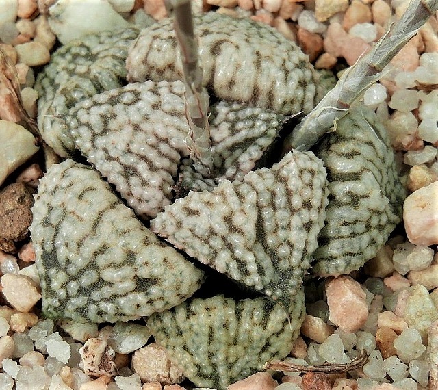 ハオルシア　スプレ　「Irene」　MH 23-132