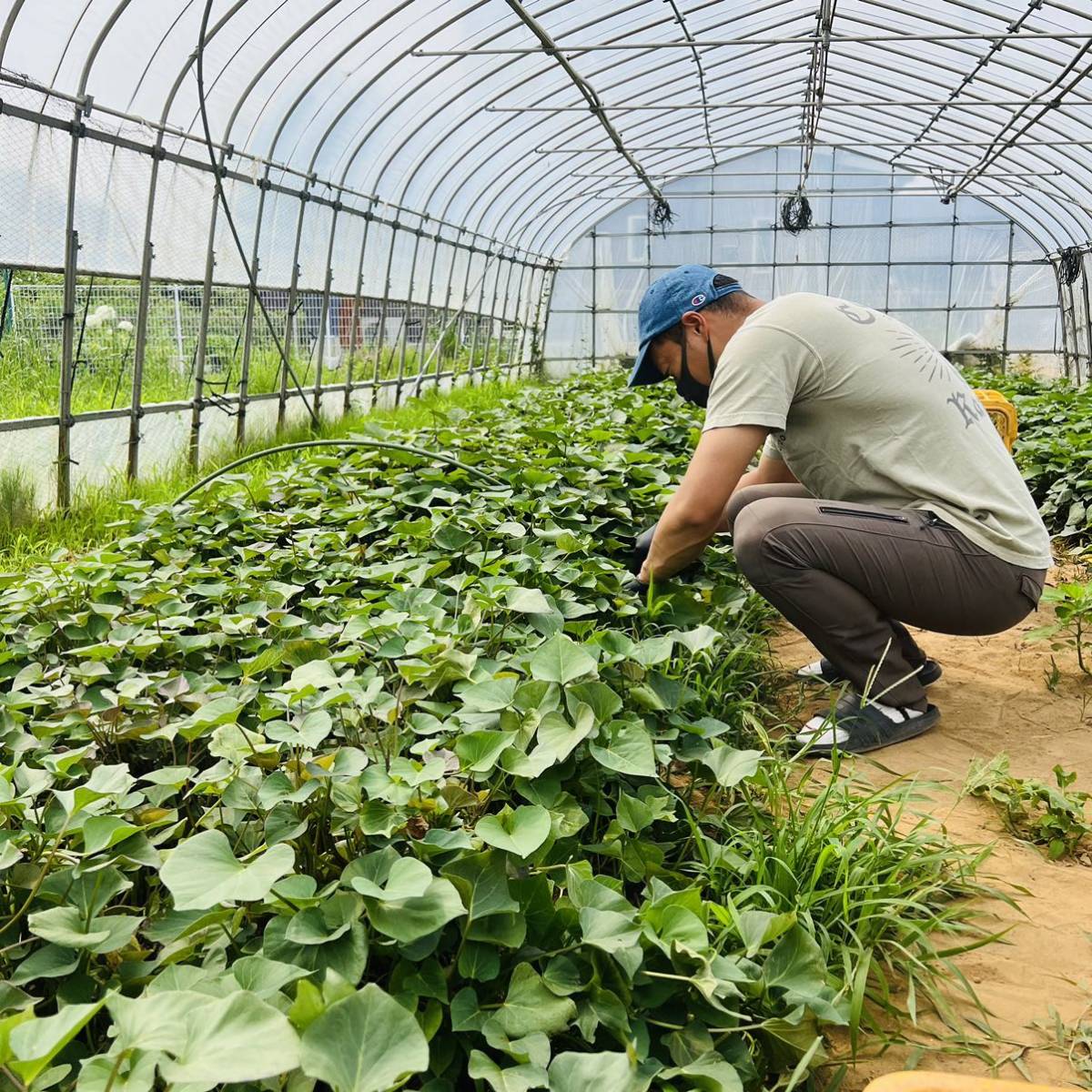 熟成品】 10kg さつまいも 紅はるか 茨城県産 産地直送 【公式通販】