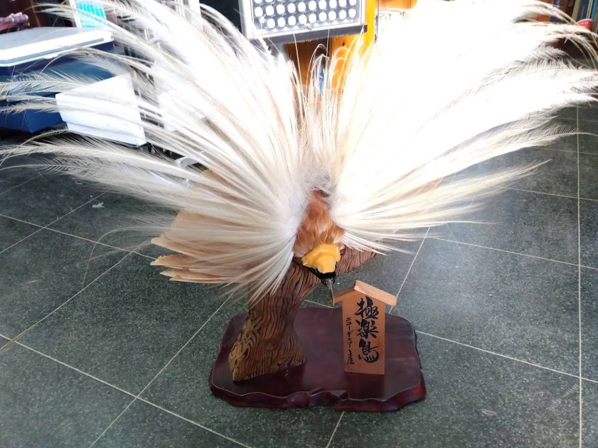 極楽鳥 剥製 引き取り限定 栃木県大田原市(科学、自然)｜売買された