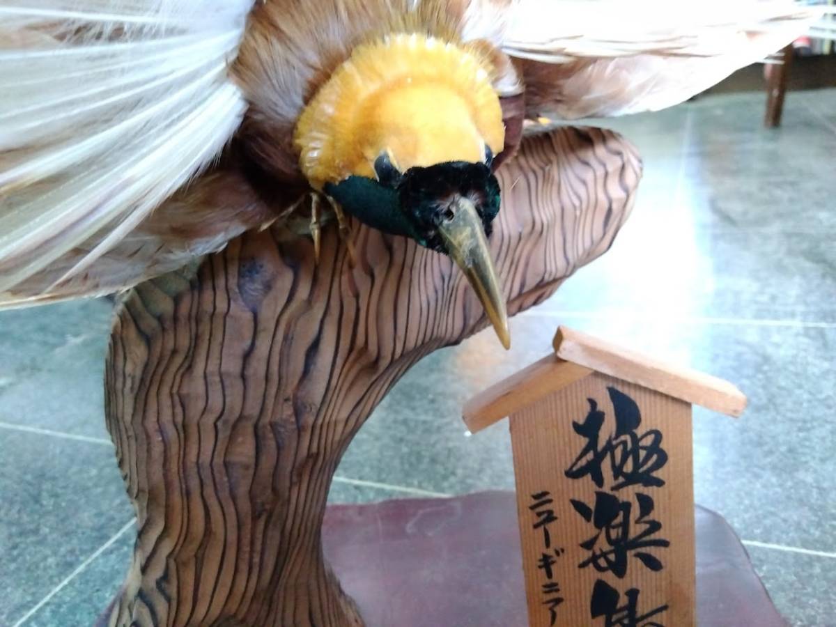 極楽鳥 剥製 引き取り限定 栃木県大田原市(科学、自然)｜売買された