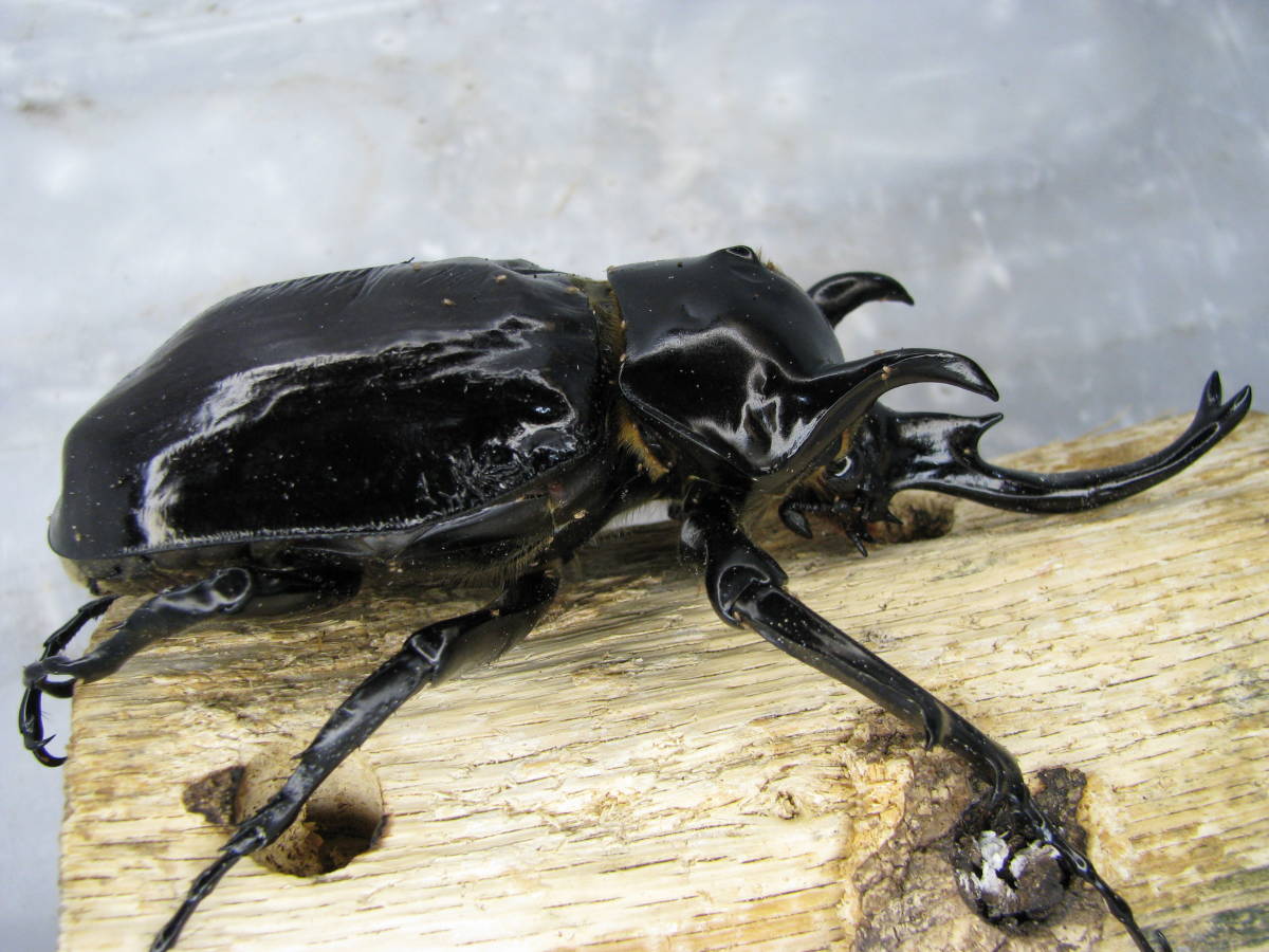 hkka0511】マルスゾウカブト 新成虫♂120mm単品 少し難あり(外
