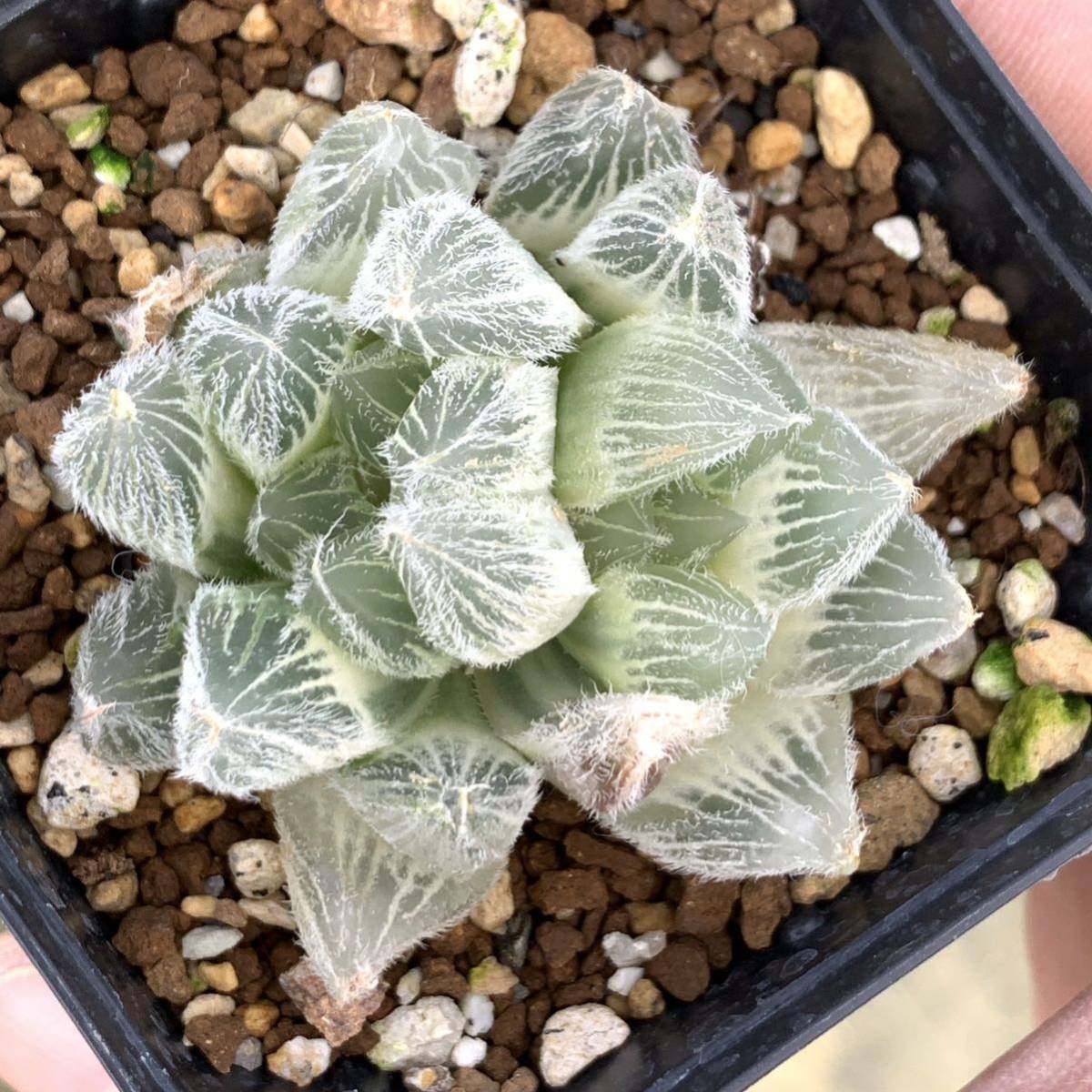 多肉植物 ハオルチア 九尾狐錦 二頭立(サボテン)｜売買された