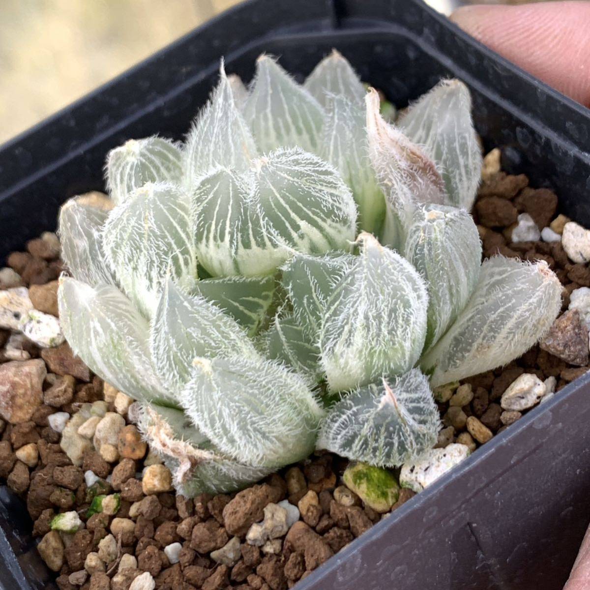 多肉植物 ハオルチア 九尾狐錦 二頭立(サボテン)｜売買された