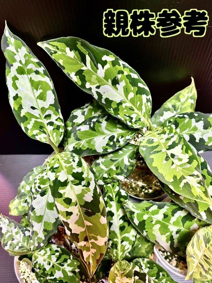 アグラオネマ アンダマン Aglaonema Pictum Tricolor ”ANDAMAN” Port 