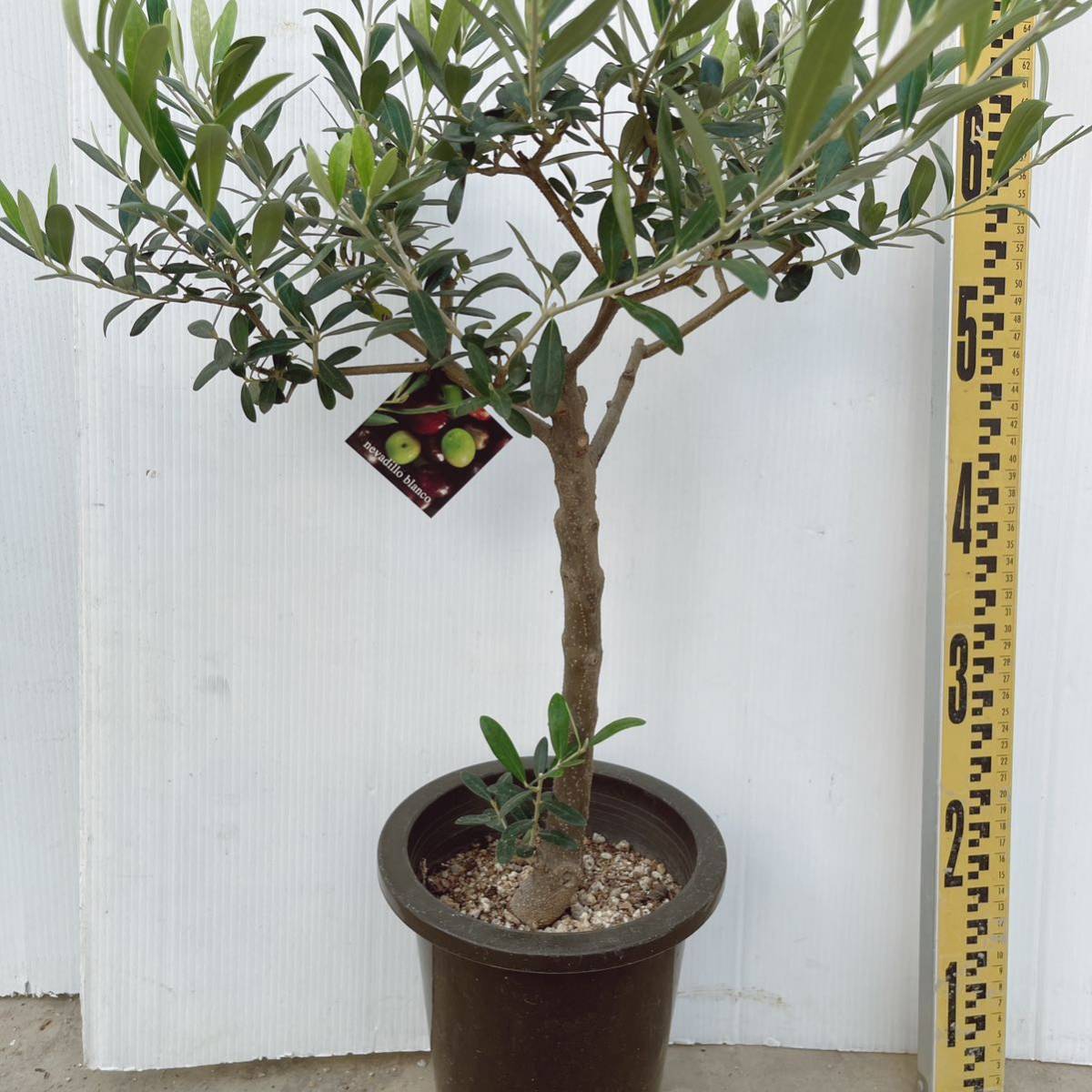 オリーブの木 ネバディロブランコ 6号 庭木植木 室内観葉植物