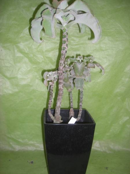 多肉植物カランコエ 仙女の舞 ミニマ 観葉植物 売買されたオークション情報 Yahooの商品情報をアーカイブ公開 オークファン Aucfan Com 多肉植物カランコエ 仙女の舞 ミニマ 観葉植物 売買されたオークション情報 Yahooの商品情報をアーカイブ公開 オークファン Aucfan Com