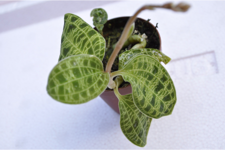 アクアプランツ紅蜂 ジュエルオーキッド花芽付 観葉植物 売買されたオークション情報 Yahooの商品情報をアーカイブ公開 オークファン Aucfan Com