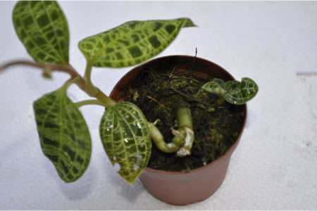 アクアプランツ紅蜂 ジュエルオーキッド花芽付 観葉植物 売買されたオークション情報 Yahooの商品情報をアーカイブ公開 オークファン Aucfan Com